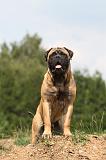 BULLMASTIFF 330